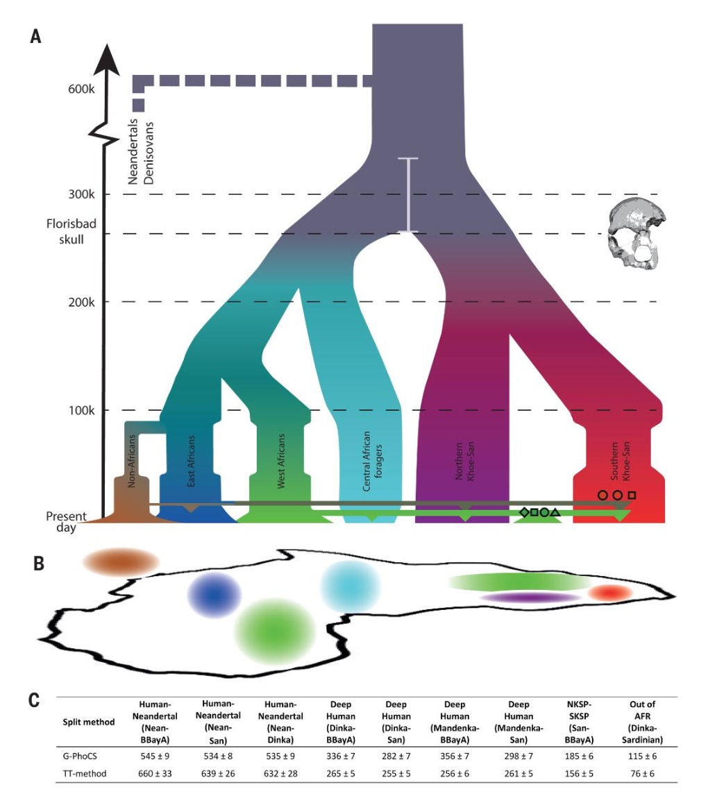 Demographic model of African history showing population split-times and divergences. Panel A shows a branching diagram with Neanderthals/Denisovans splitting around 600k years ago, and various African populations (Non-Africans, East Africans, West Africans, Central African foragers, Northern Khoe-San, Southern Khoe-San) diverging over the past 300,000 years. The Southern Khoe-San (red) show the deepest divergence within modern humans. Panel B maps these populations across Africa. Panel C provides split-time estimates, with 'Deep Human' divergences at 255-356 thousand years ago.