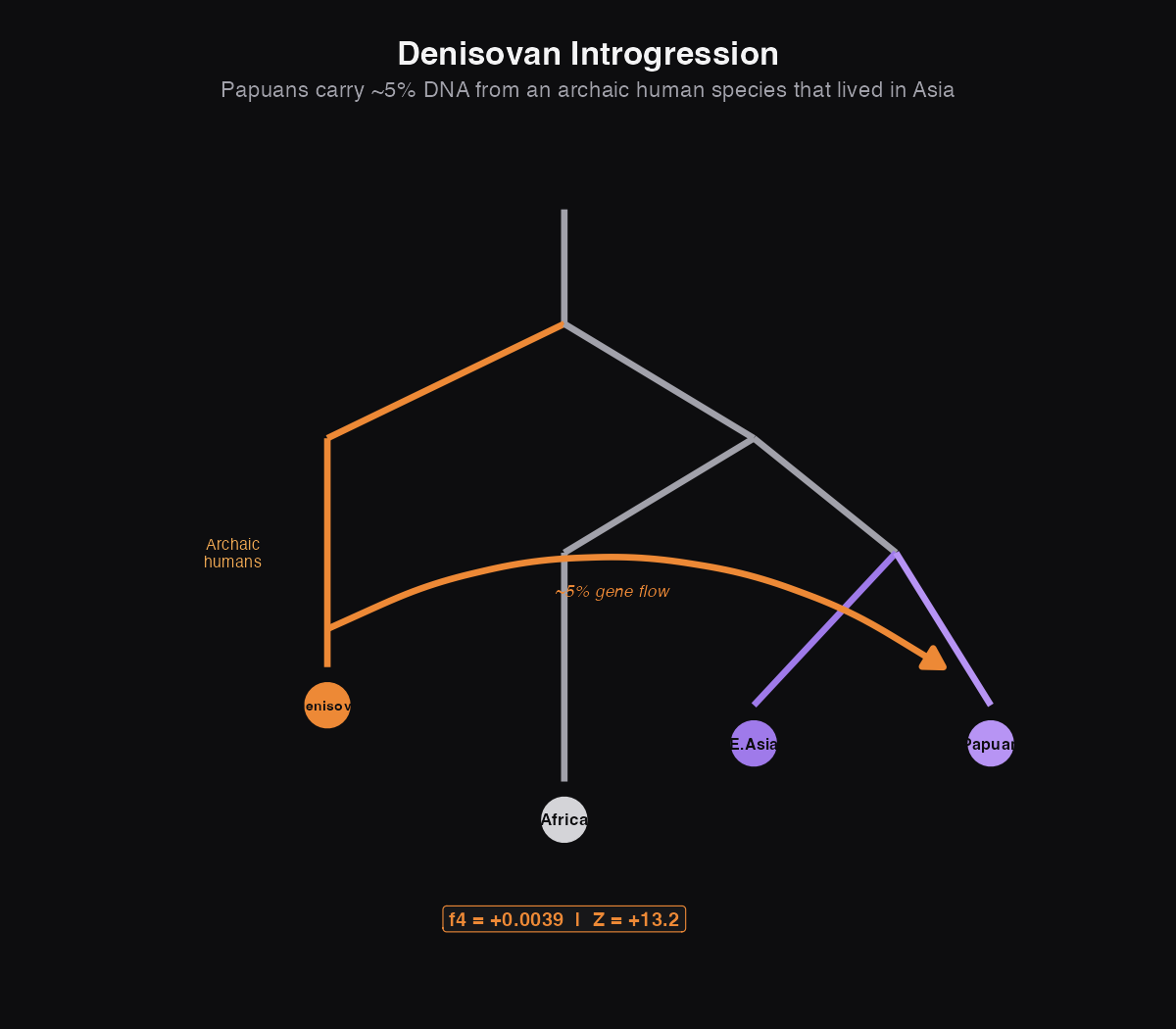 Diagram showing Denisovan gene flow into Papuans